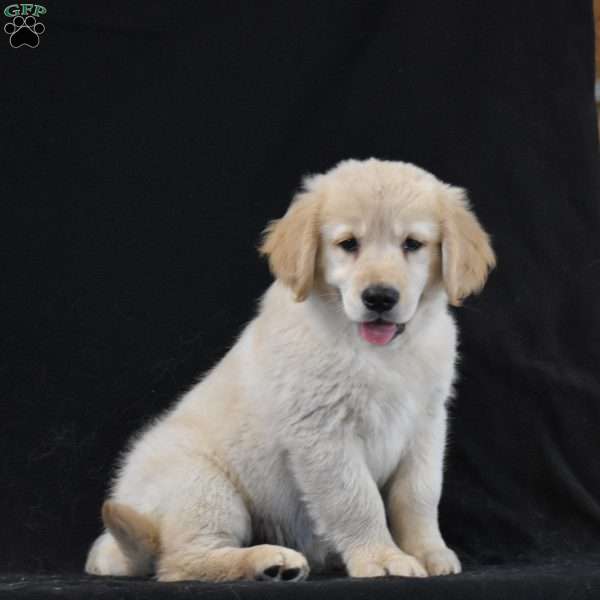 Chloe, Golden Retriever Puppy